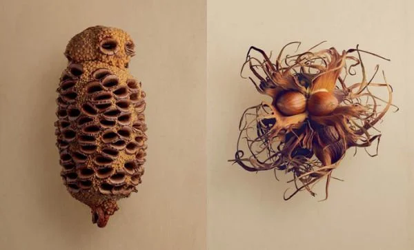 hidden-beauty-seeds-fruits-inside-3.jpg