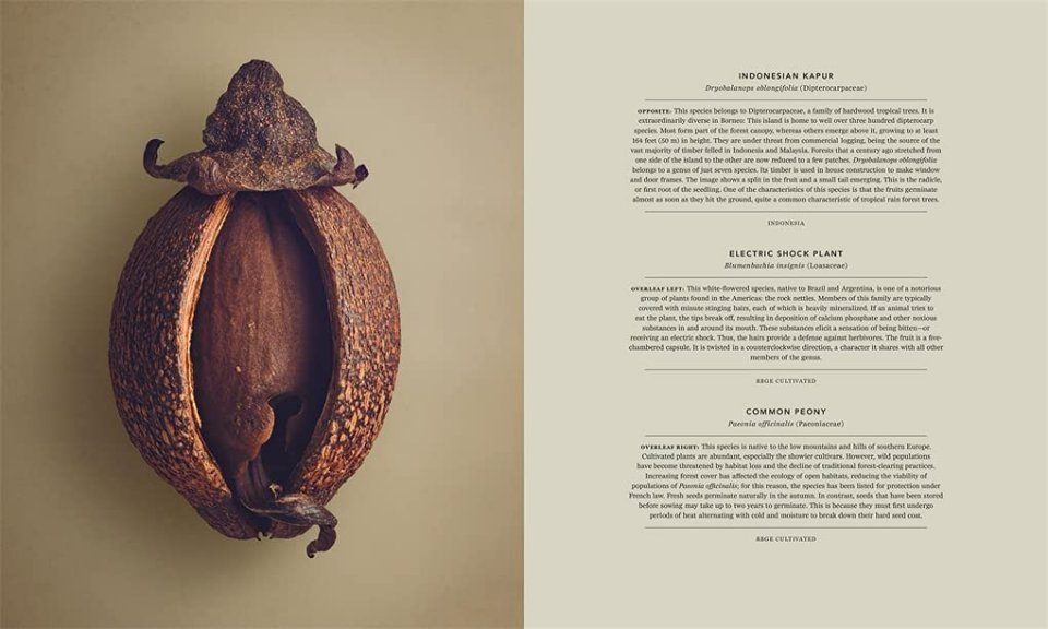hidden-beauty-seeds-fruits-inside-4.png
