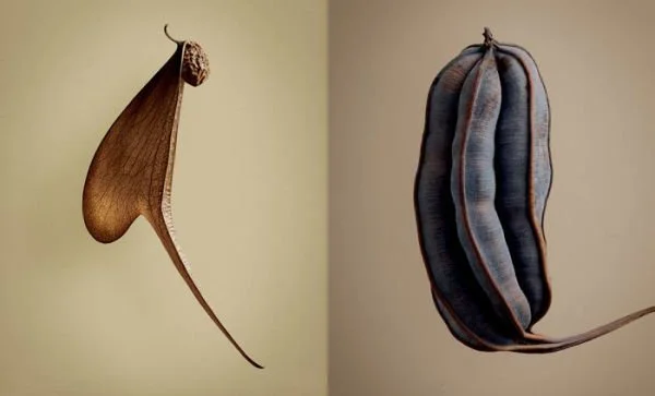 hidden-beauty-seeds-fruits-inside-5.jpg