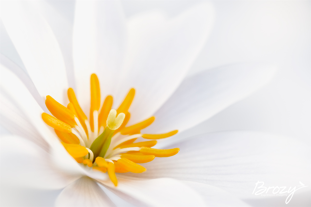 portrait of purity