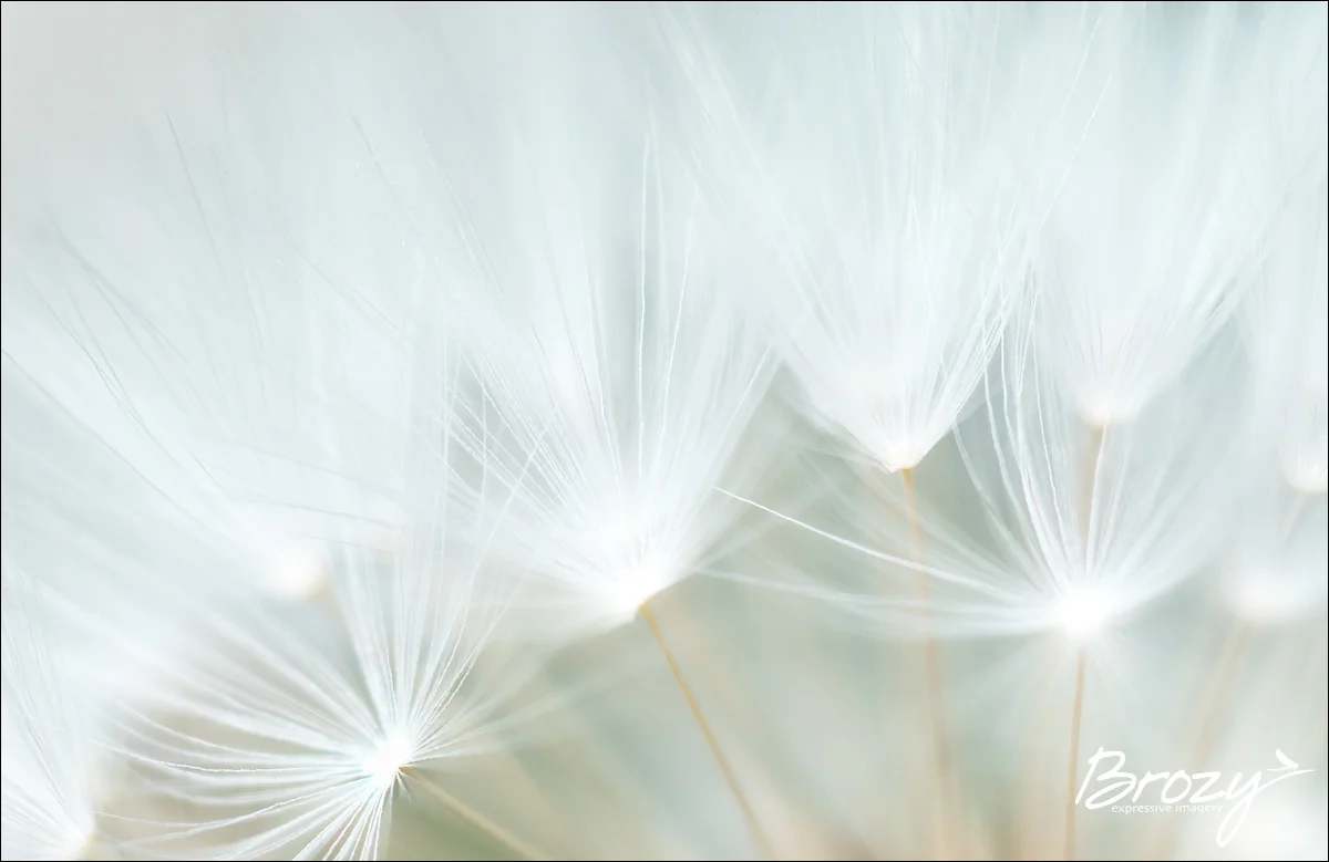 dandelion whispers