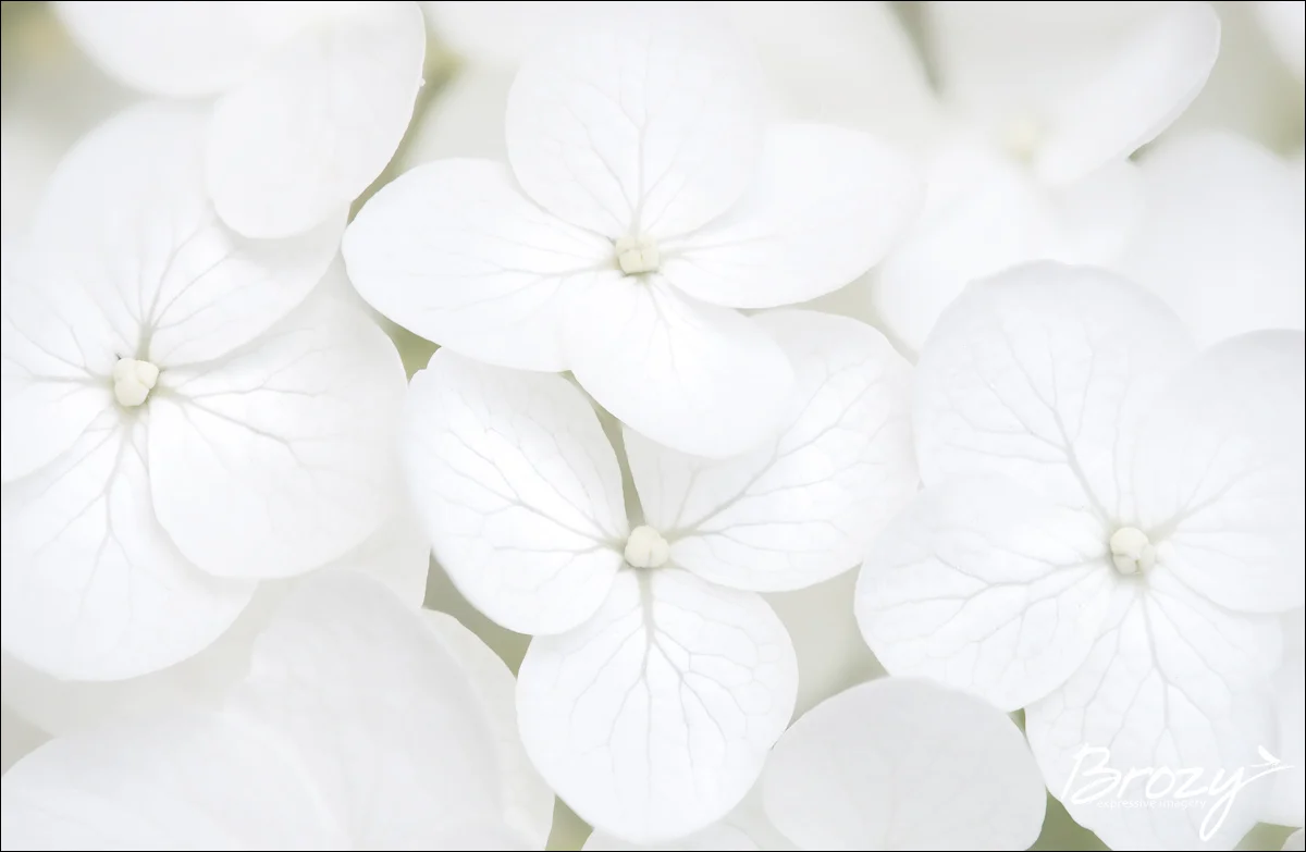 irrepressibly white