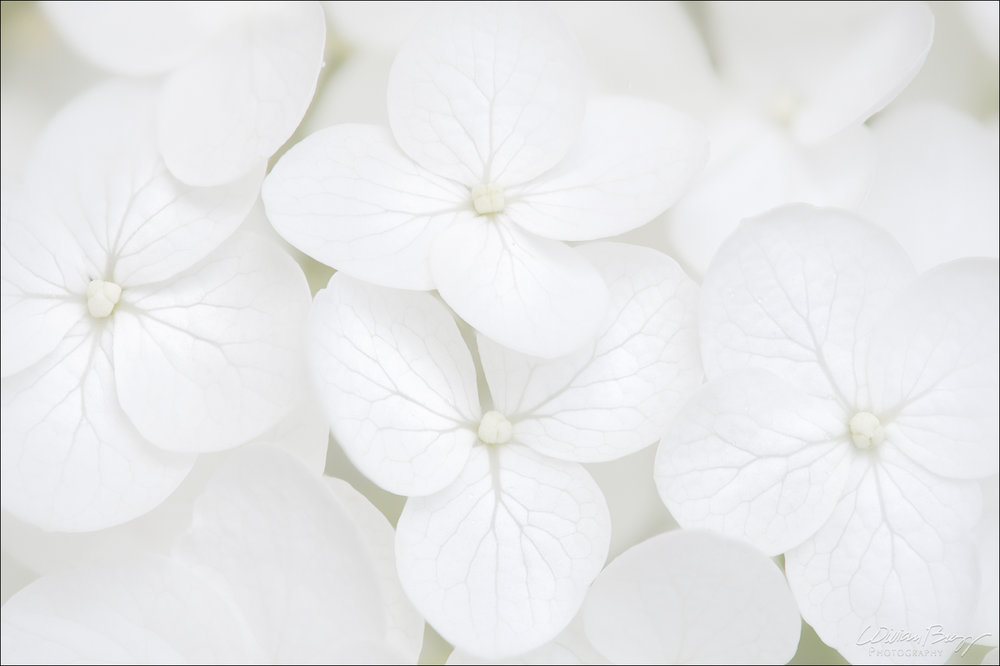 Irrepressibly+White.jpg