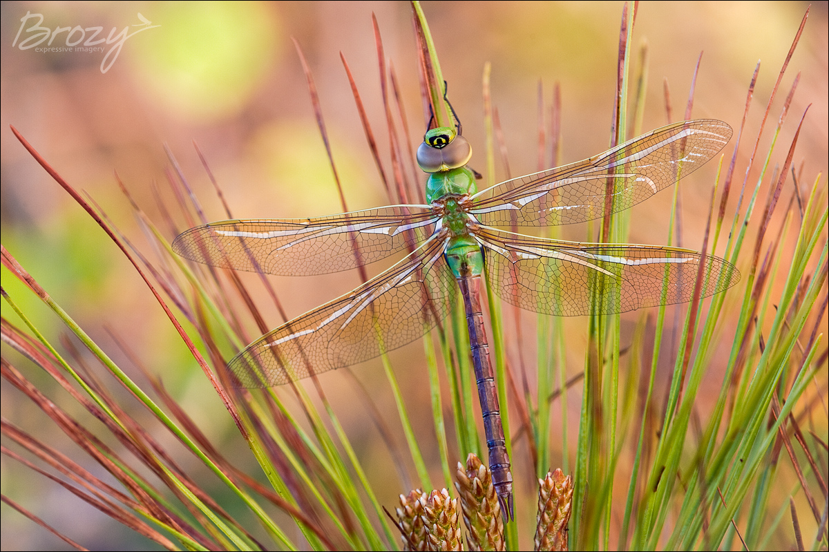 green darner