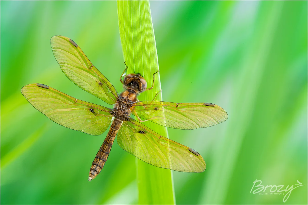 male amberwing dragonfly