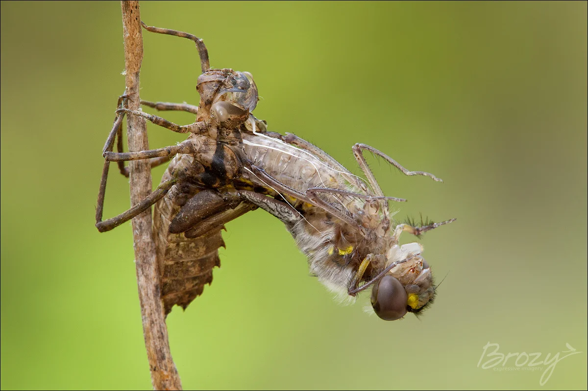 dragonfly emergence 1