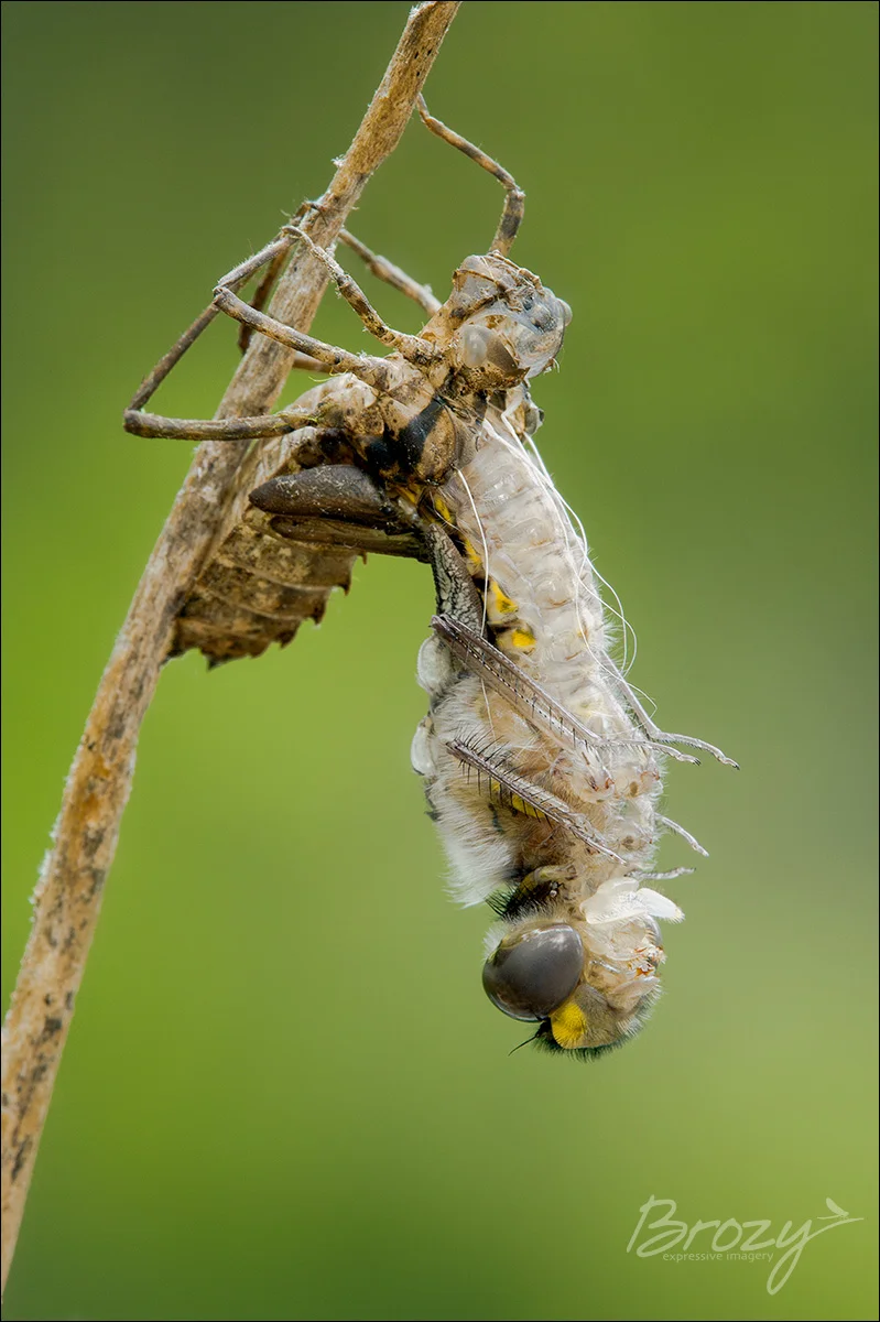 dragonfly emergence 2