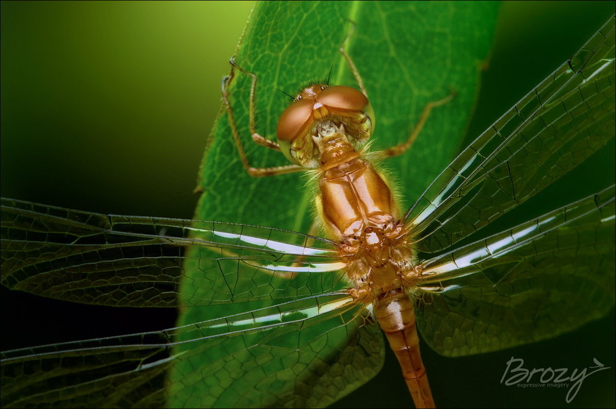 portrait of a meadowhawk