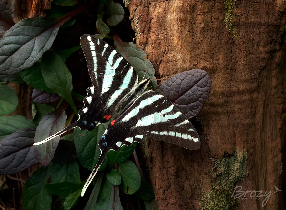 zebra swallowtail