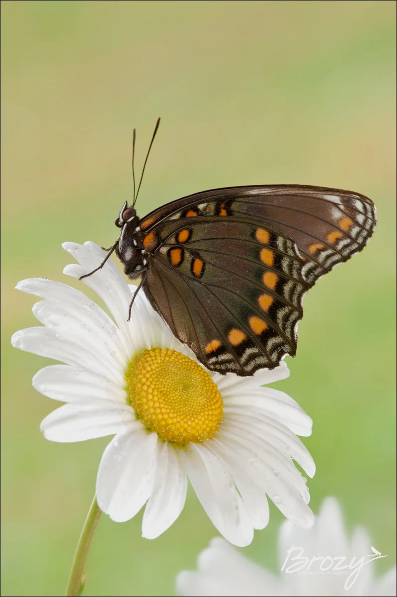 red-spotted purple butterfly