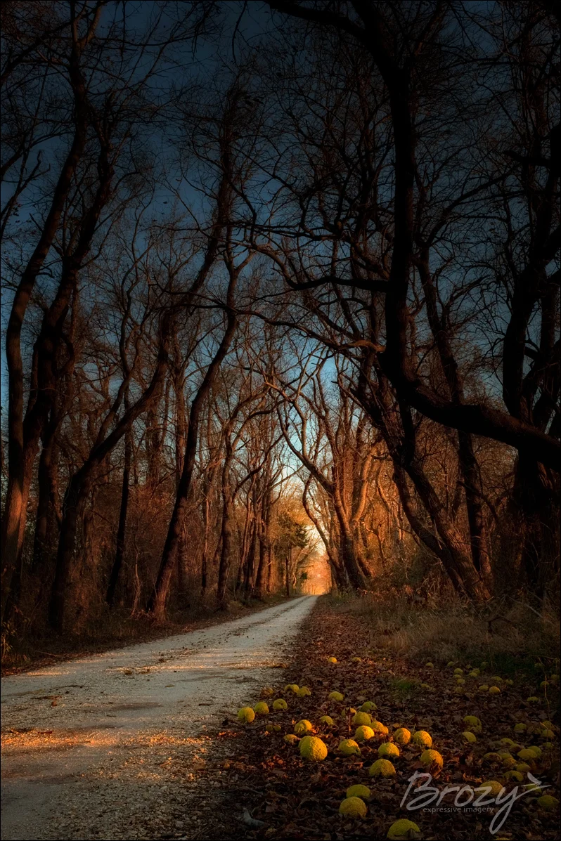 osage-orange lane