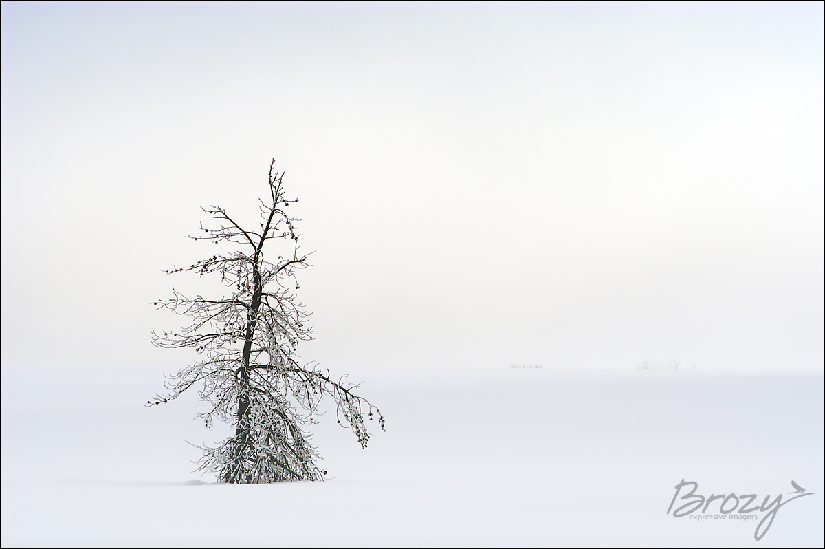in the deep white