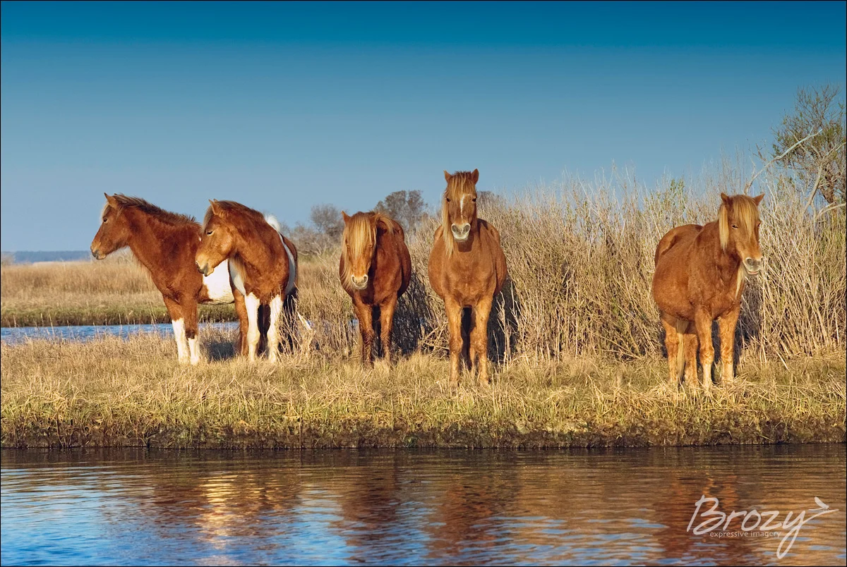 the mares of assateague