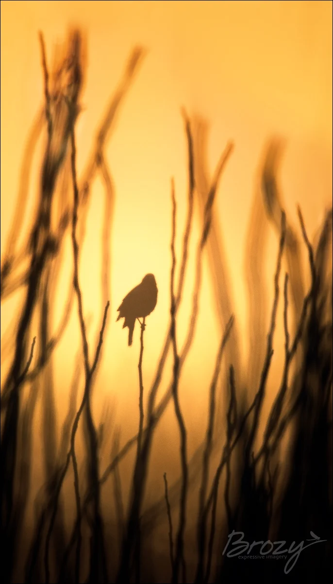 silhouetted blackbird