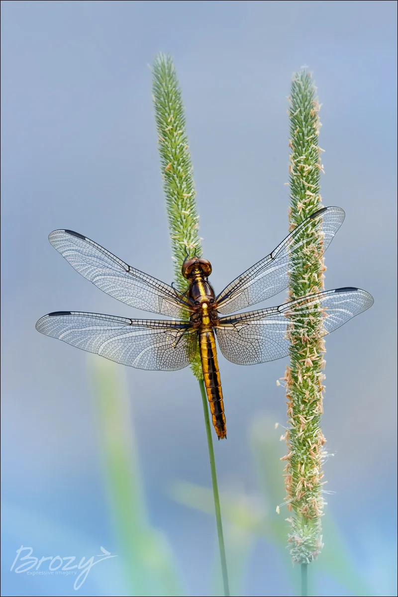 pond-side widow skimmer