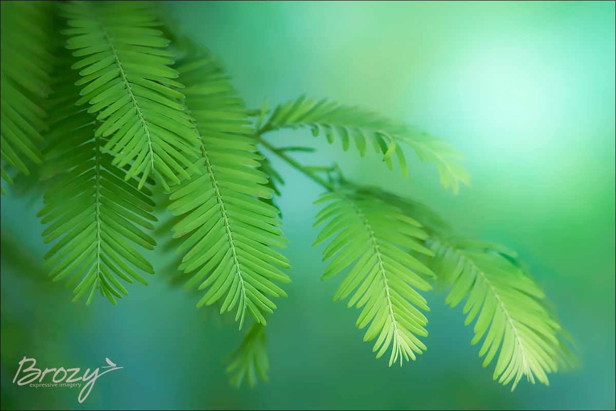 Dawn Redwood