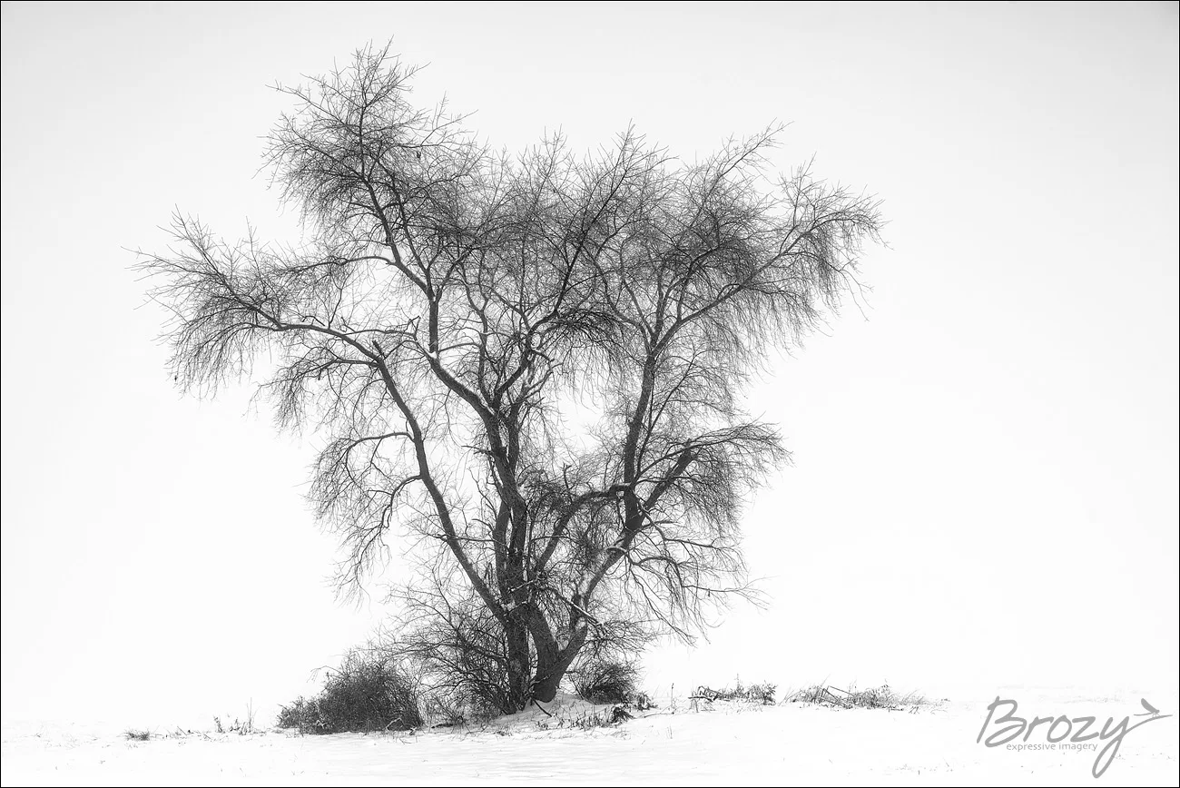winter botany