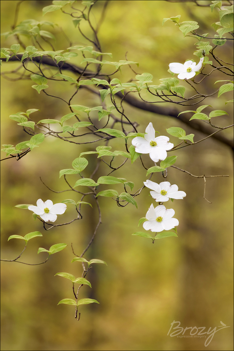 cascading dogwood