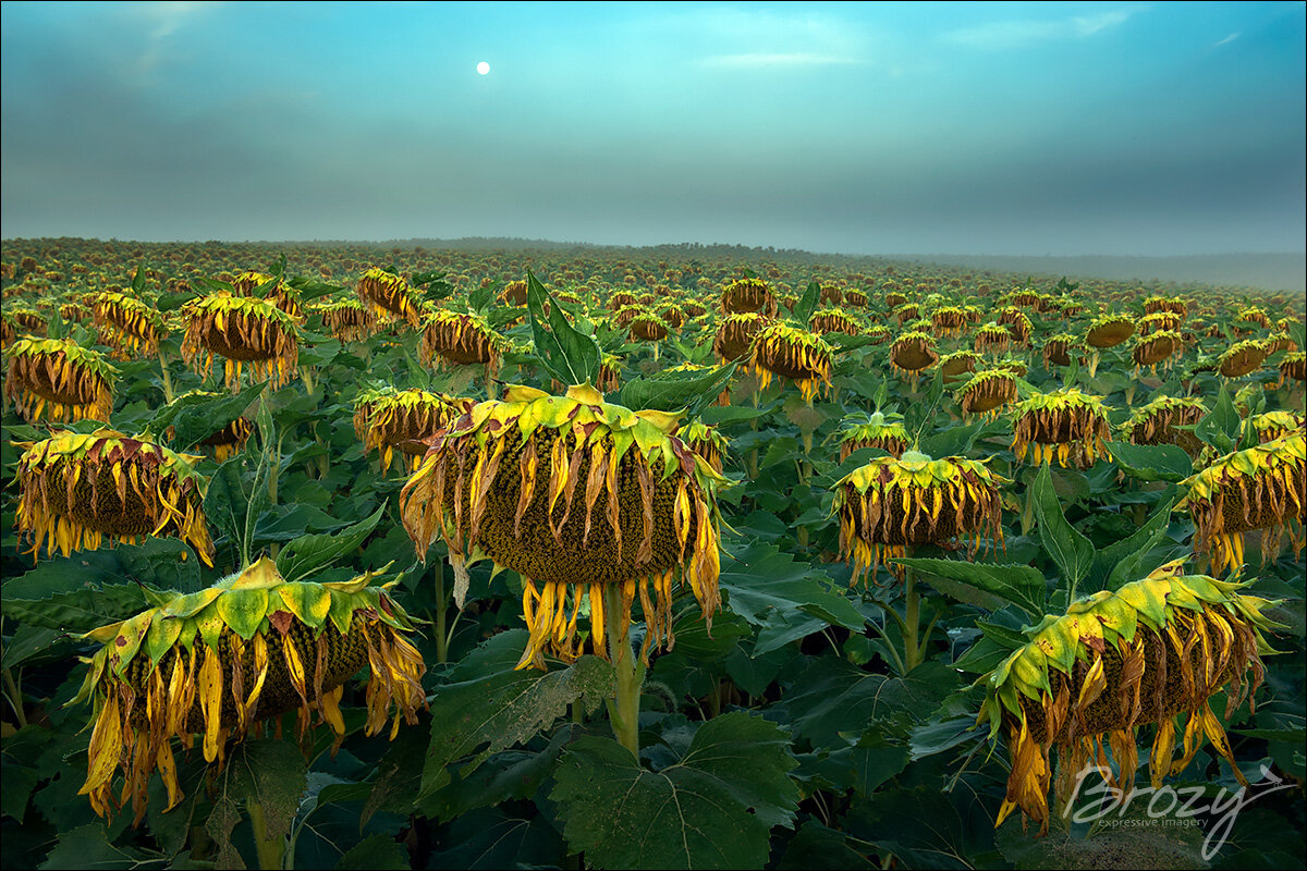 melancholy under a harvest moon