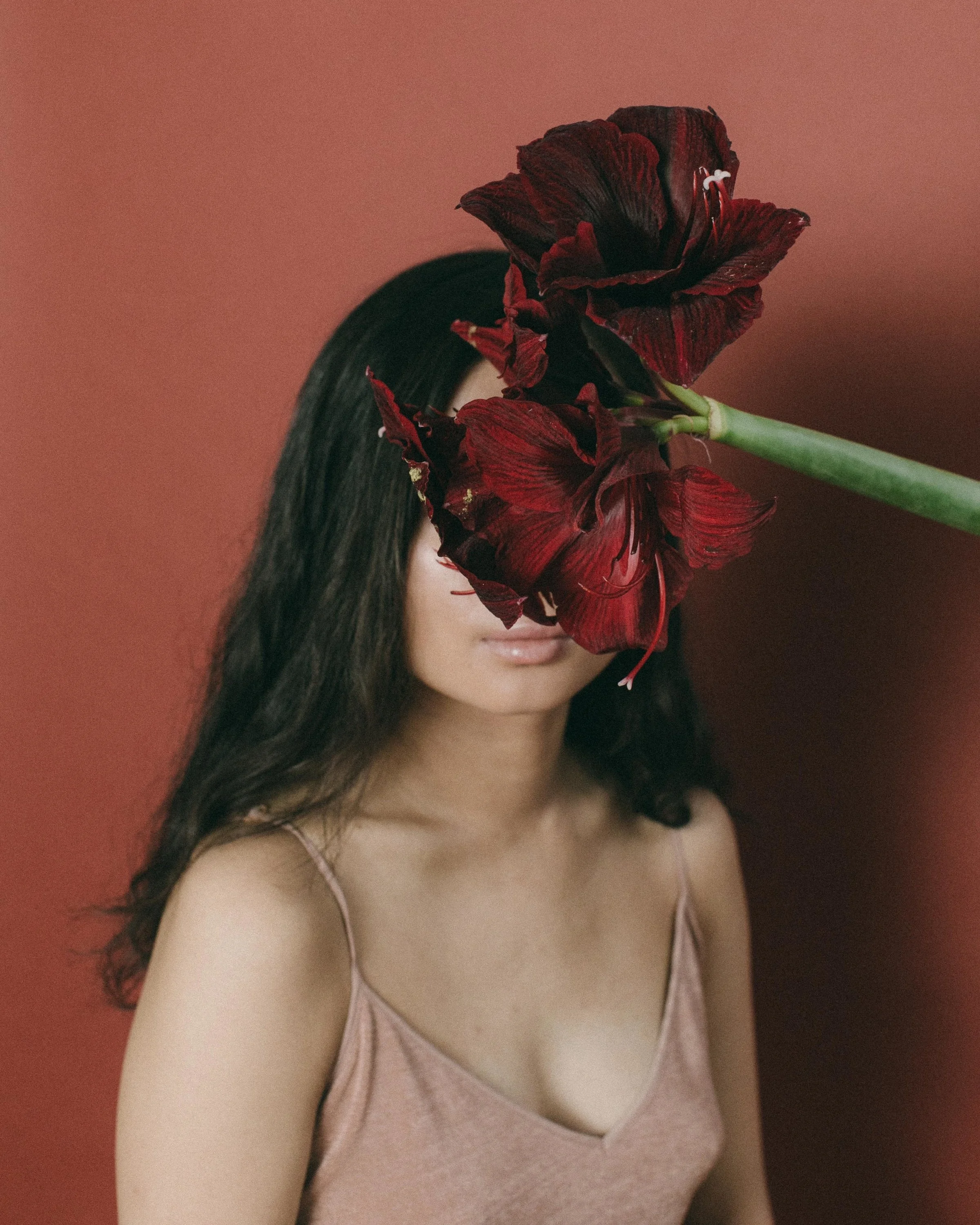 Amaryllis, 2017