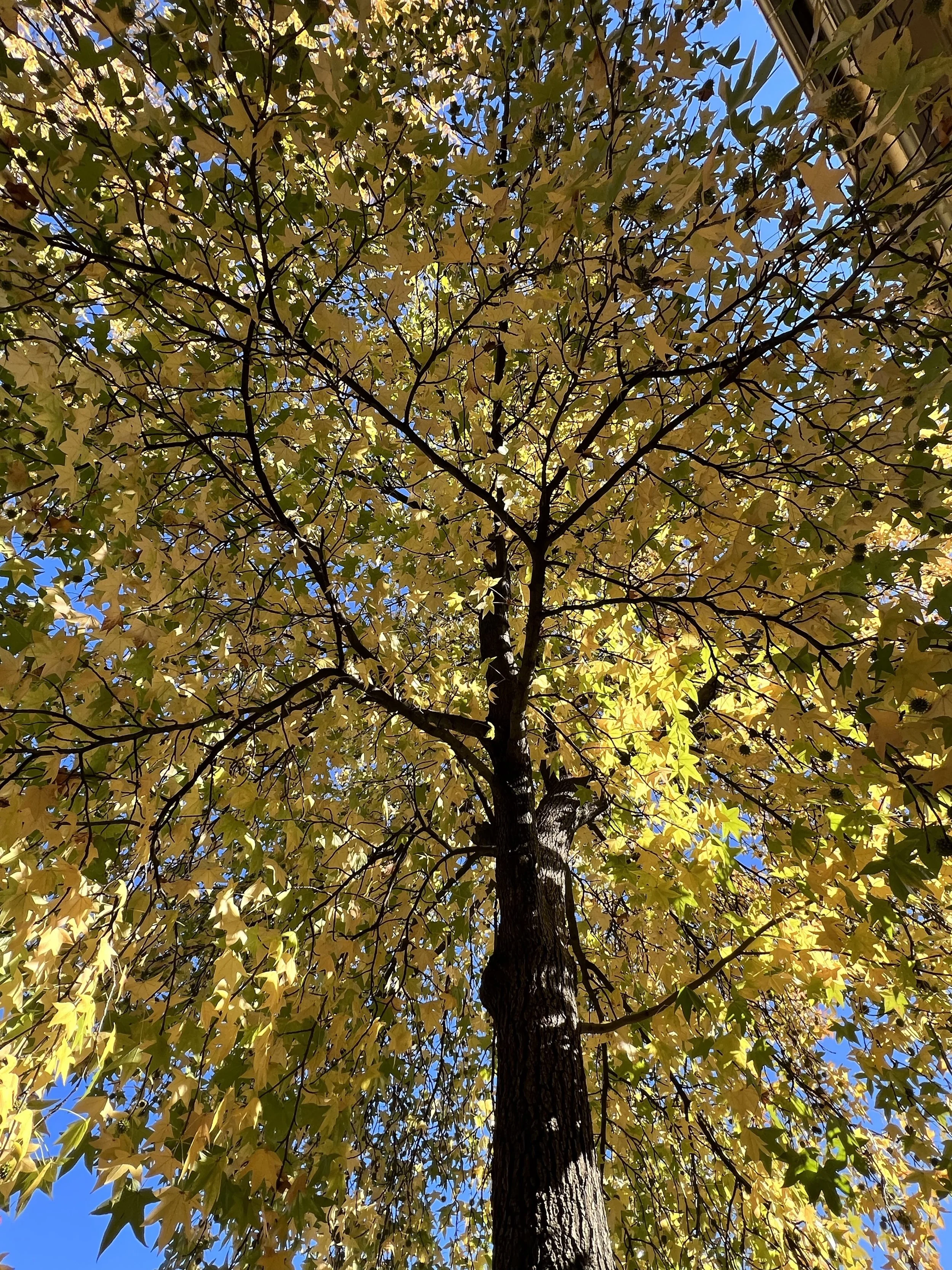 Autumn Leaves