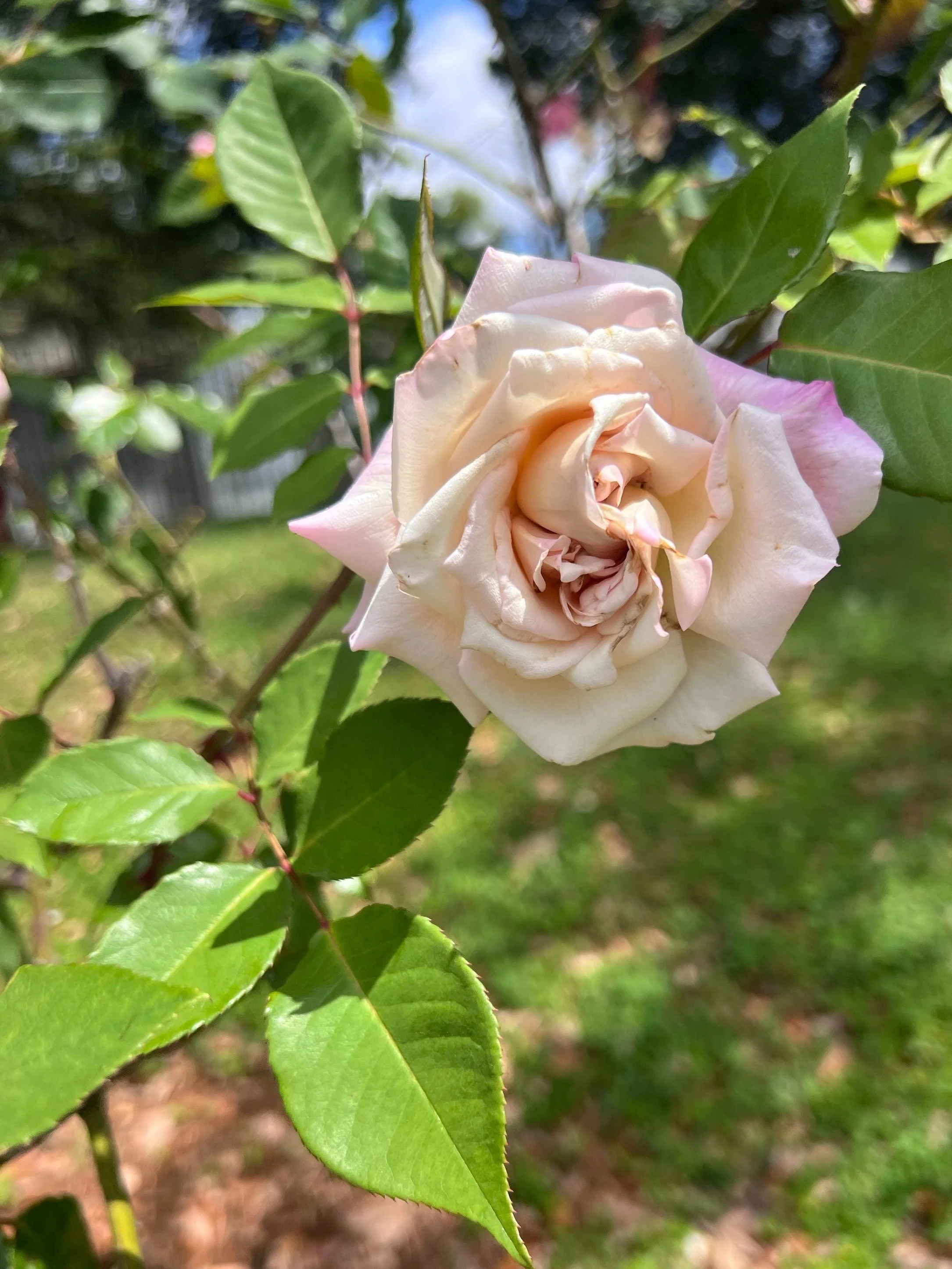La Vie en Rose