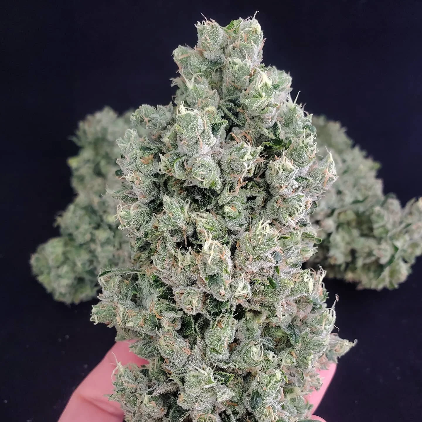 HBC Maine™️ Strain: Sour Sour (Sour Tangie x Sour Diesel)