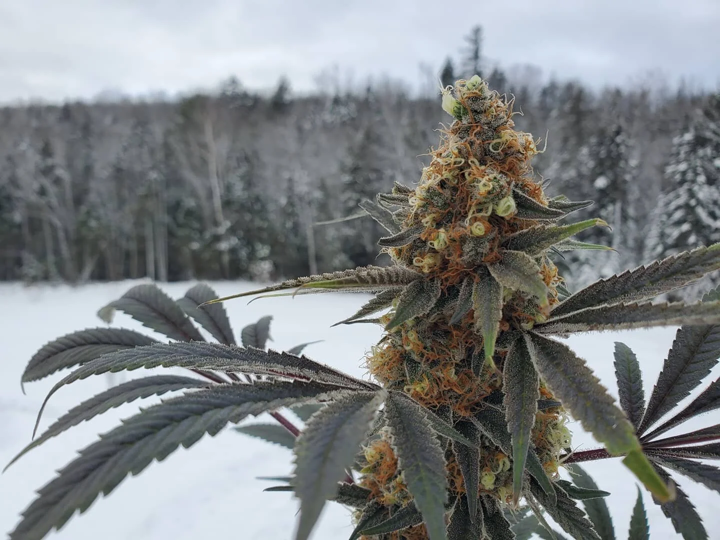 Winter wonderland up here in Maine! Thank you Mother Nature! The grows are putting out some wonders too..
9 lb Hammer x Blue Zkittlez
&bull;
#hbcmaine #highbrix #cannabis #maine #brix #thriving #livingsoil #healthysoil #mmmp #mmcm #420 #wettrim #9lbh