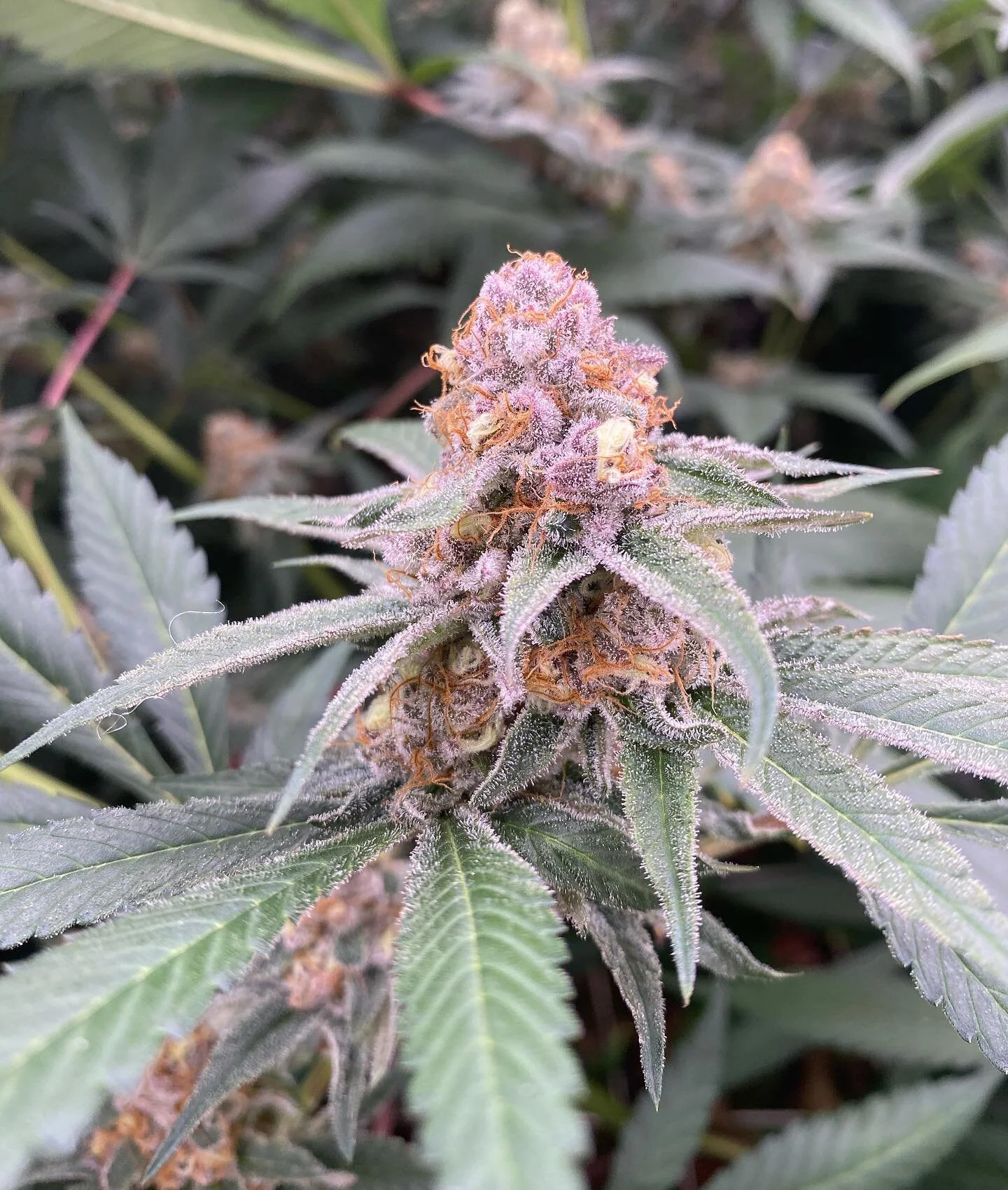 Happy Friday! Here&rsquo;s the shed, growing some extremely purple BCP.
Told you, we can&rsquo;t resist posting about Black Cherry Punch 🍒 
#hbcmaine #high #brix #cannabis #maine #blackcherrypunch #purple #purps #happyfriday