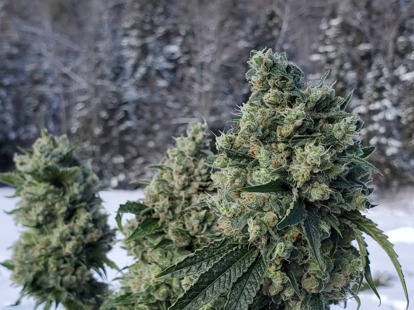 Jumping back into it with some fresh Sour Sour! We hope you enjoy the views.
&bull;
#hbcmaine #high #brix #cannabis #highbrix #maine #livingsoil #healthysoil #thriving #mmmp #mmcm #420 #wettrim #trim #soursour #winterinmaine