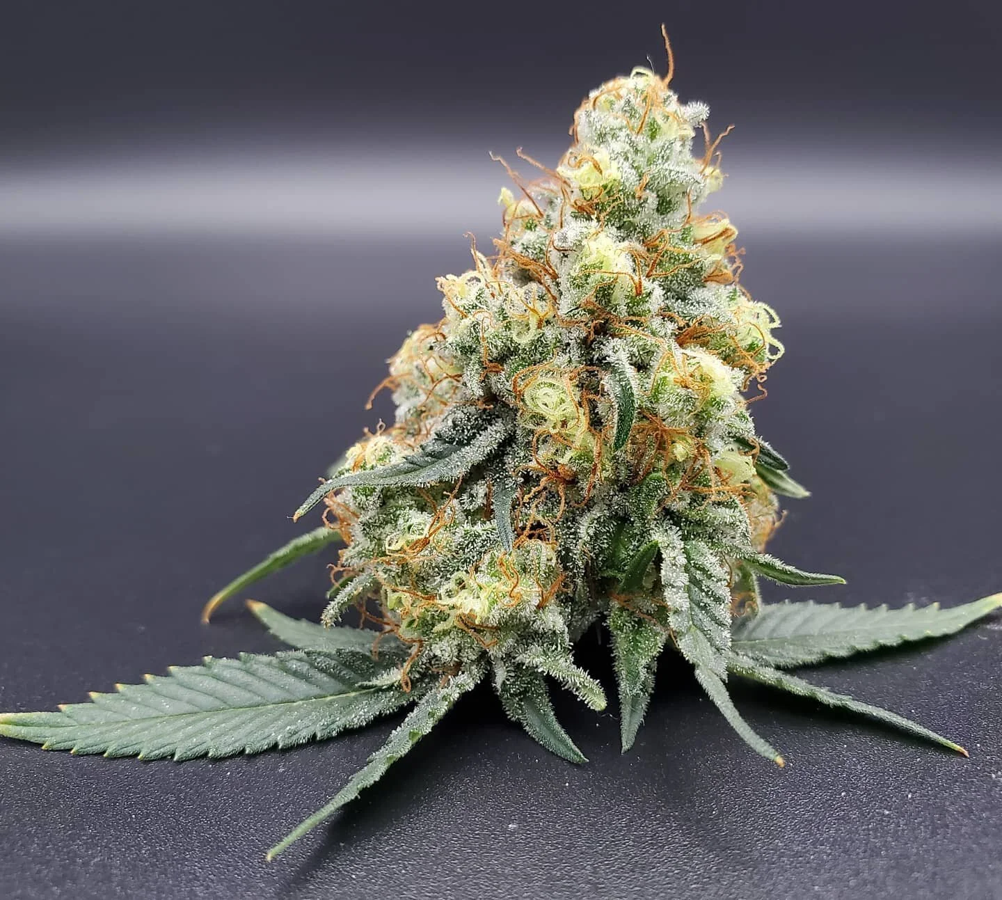 Hey guys! HBC family back at it with some Chem Berry! 
Lately we've been enjoying all the winter wonders Maine has to offer. Stop by @vacationland.maine @stonecoastbotanicals @blueskymaine and grab some of our product and enjoy it yourself! 
#hbcmain