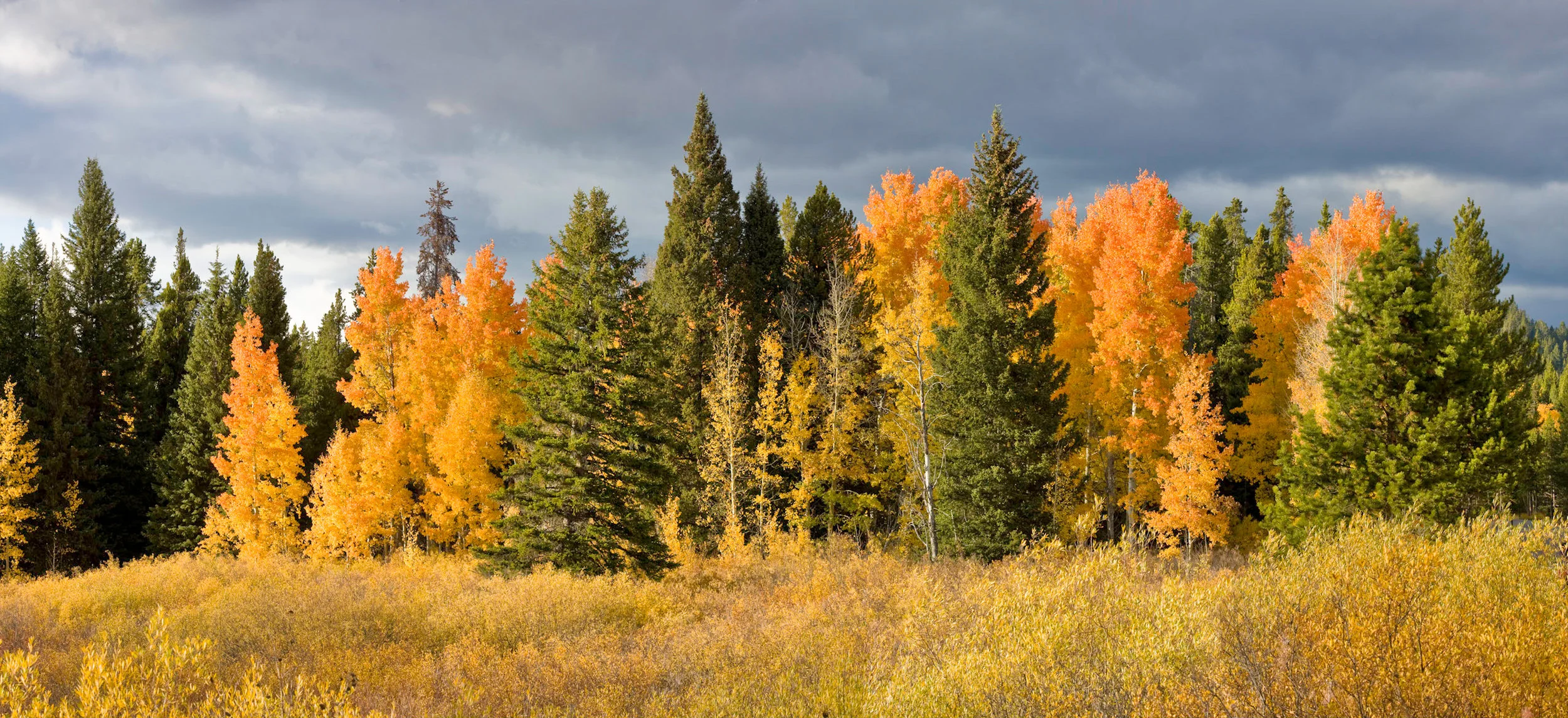 aspen_pano1.jpg