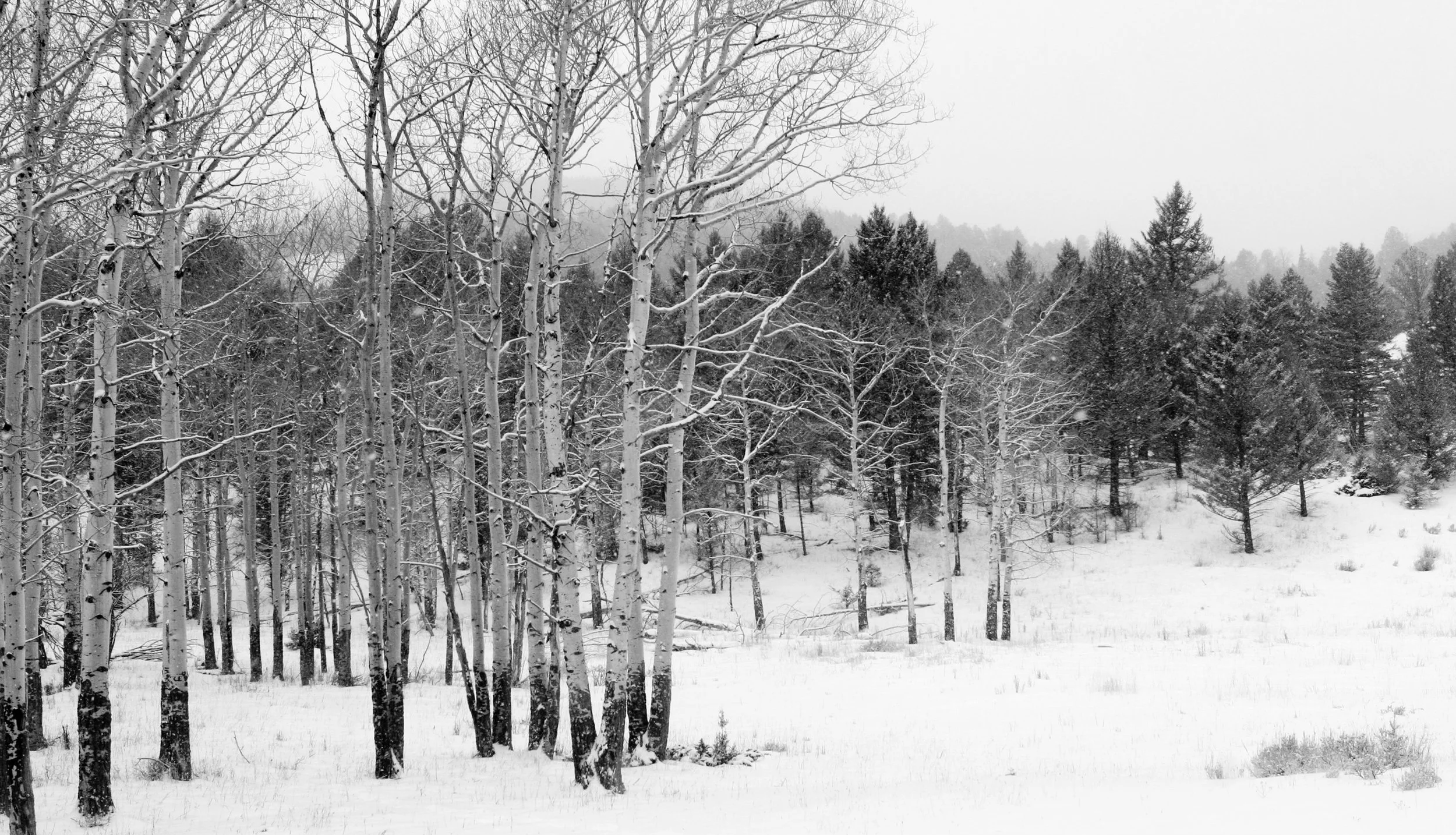 YellowstoneWinter-7360.jpg