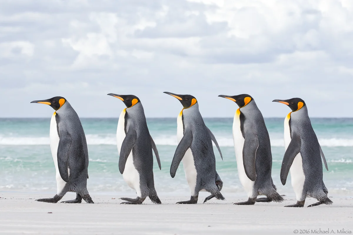 The Art and Craft of Bird Photography