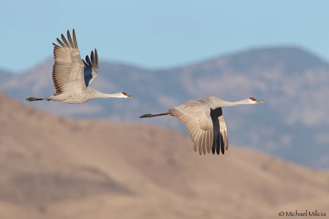 Sandhill Crane : Bosque del Apache NWR : San Antonio, NM