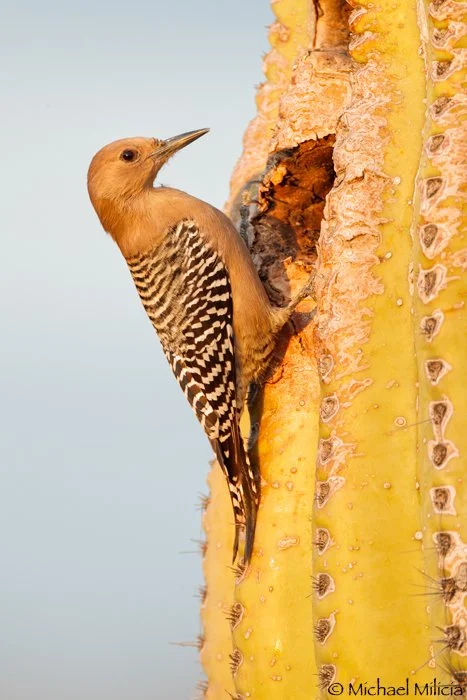 Gila Woodpecker : Gilbert, AZ