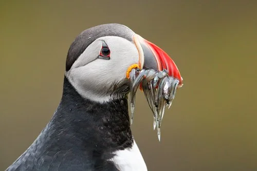 Iceland : Grímsey Island : Puffins and More (FULL : Contact for wait list)