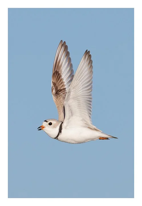 10_165A5080 copy.jpg