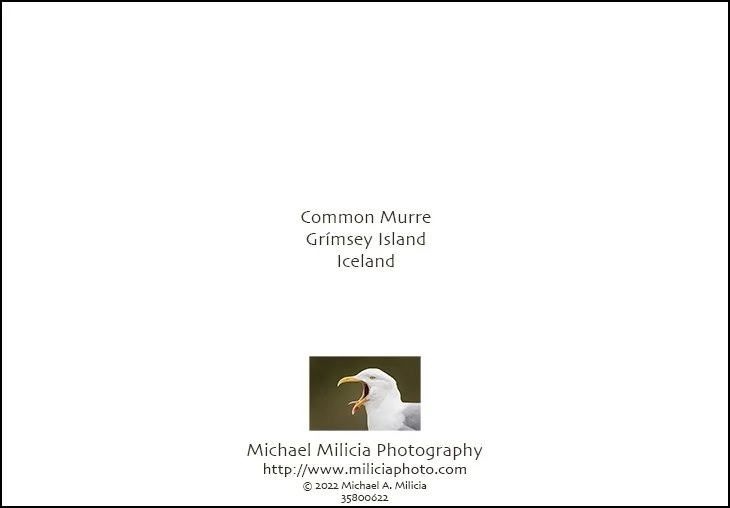13_165A3580cardnew_BACK.jpg