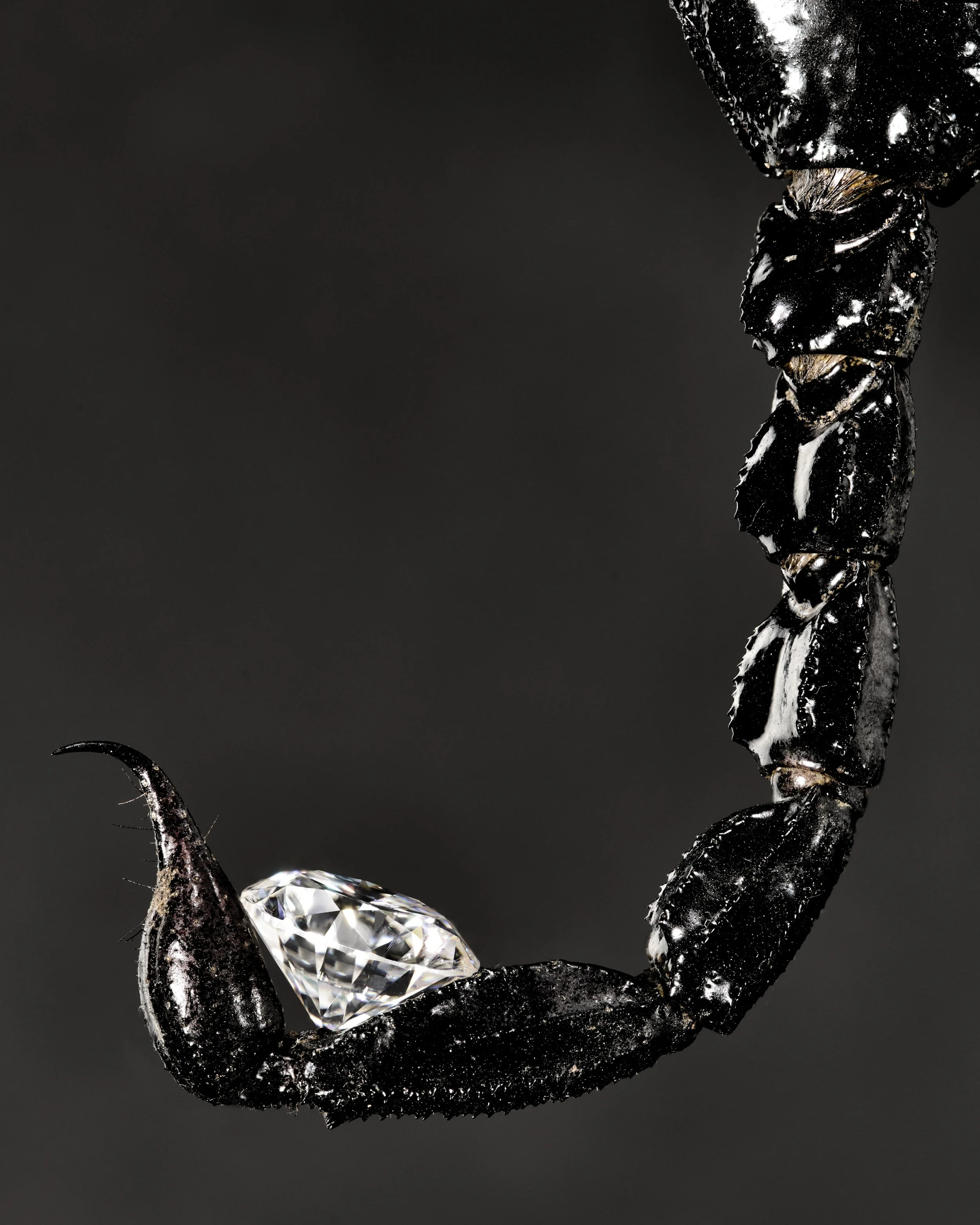 diamond tail_4x5.jpg