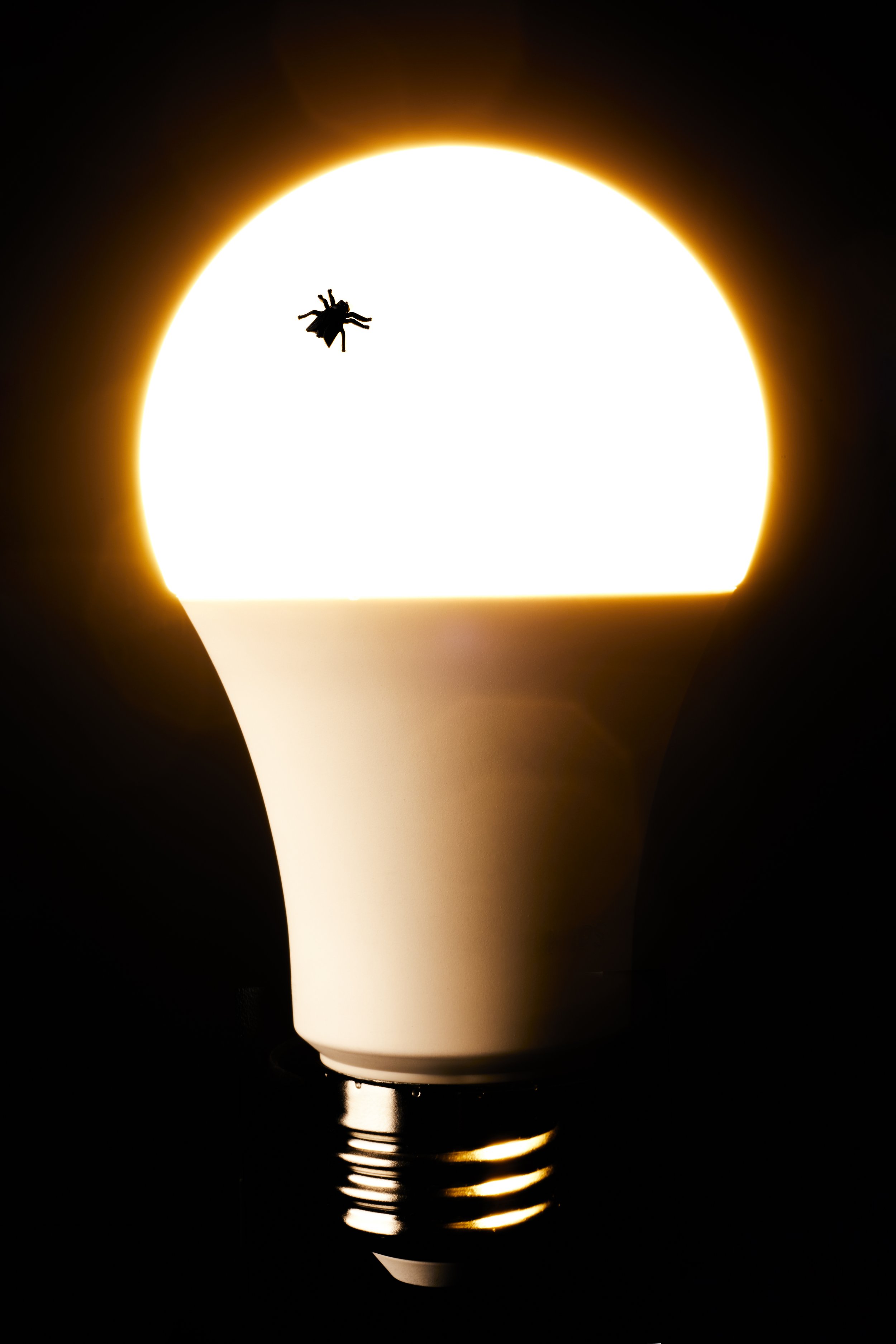 lightbulb_final.jpg