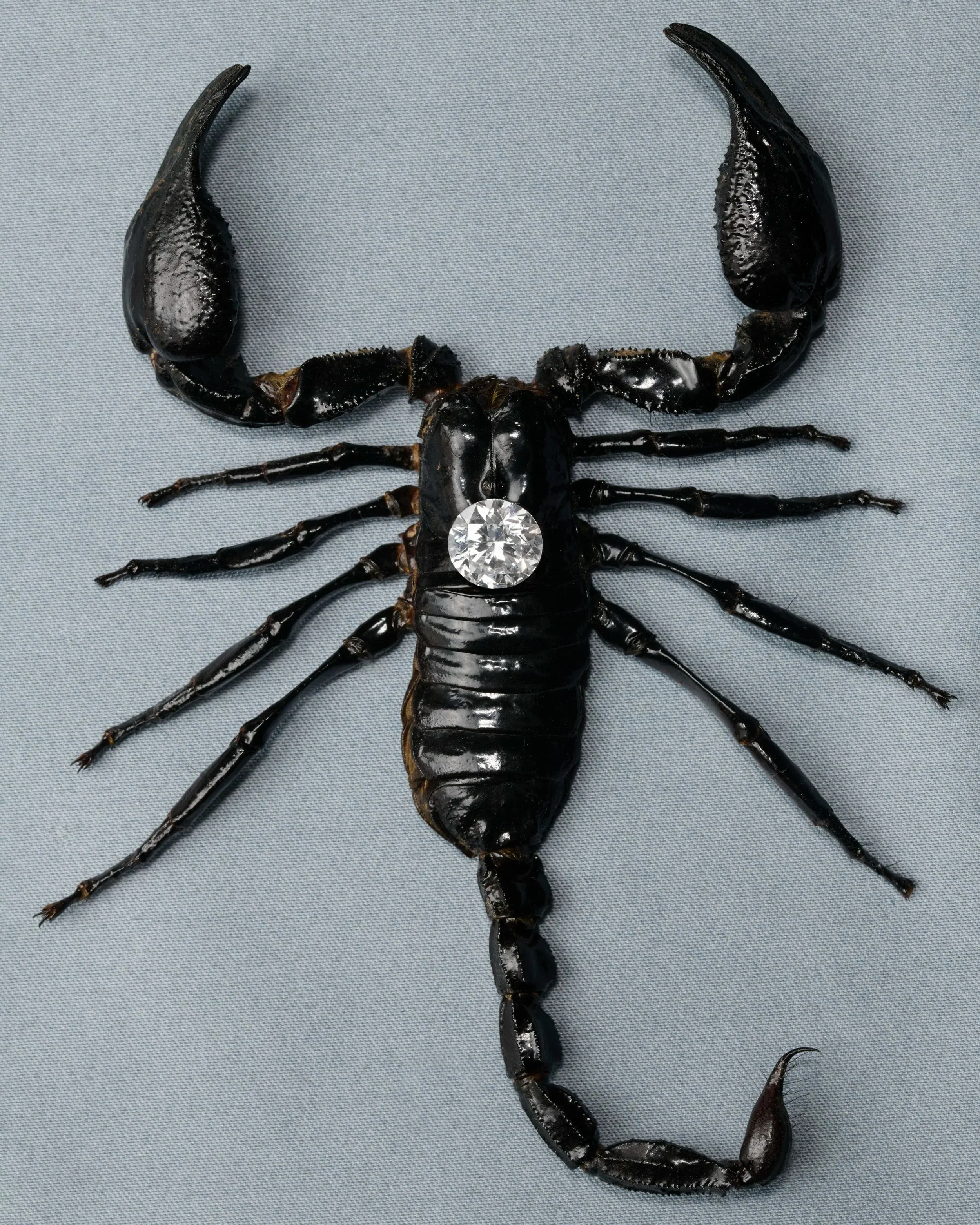 scorpion stone_4x5.jpg