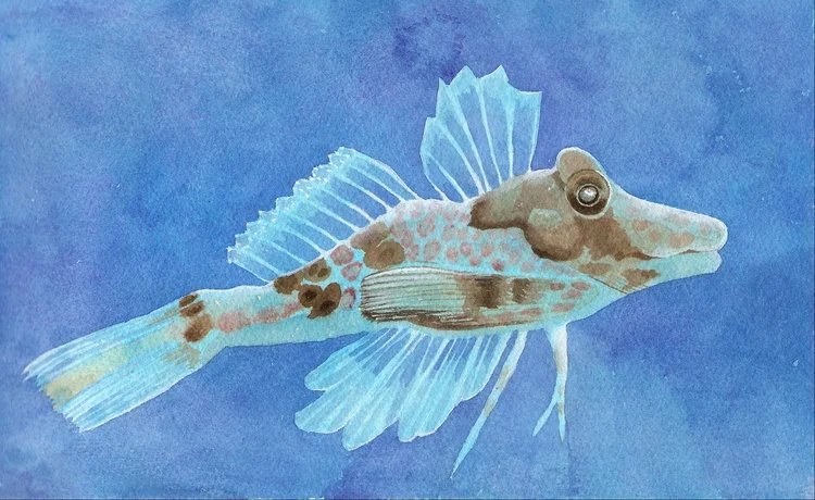 Sea Robin
