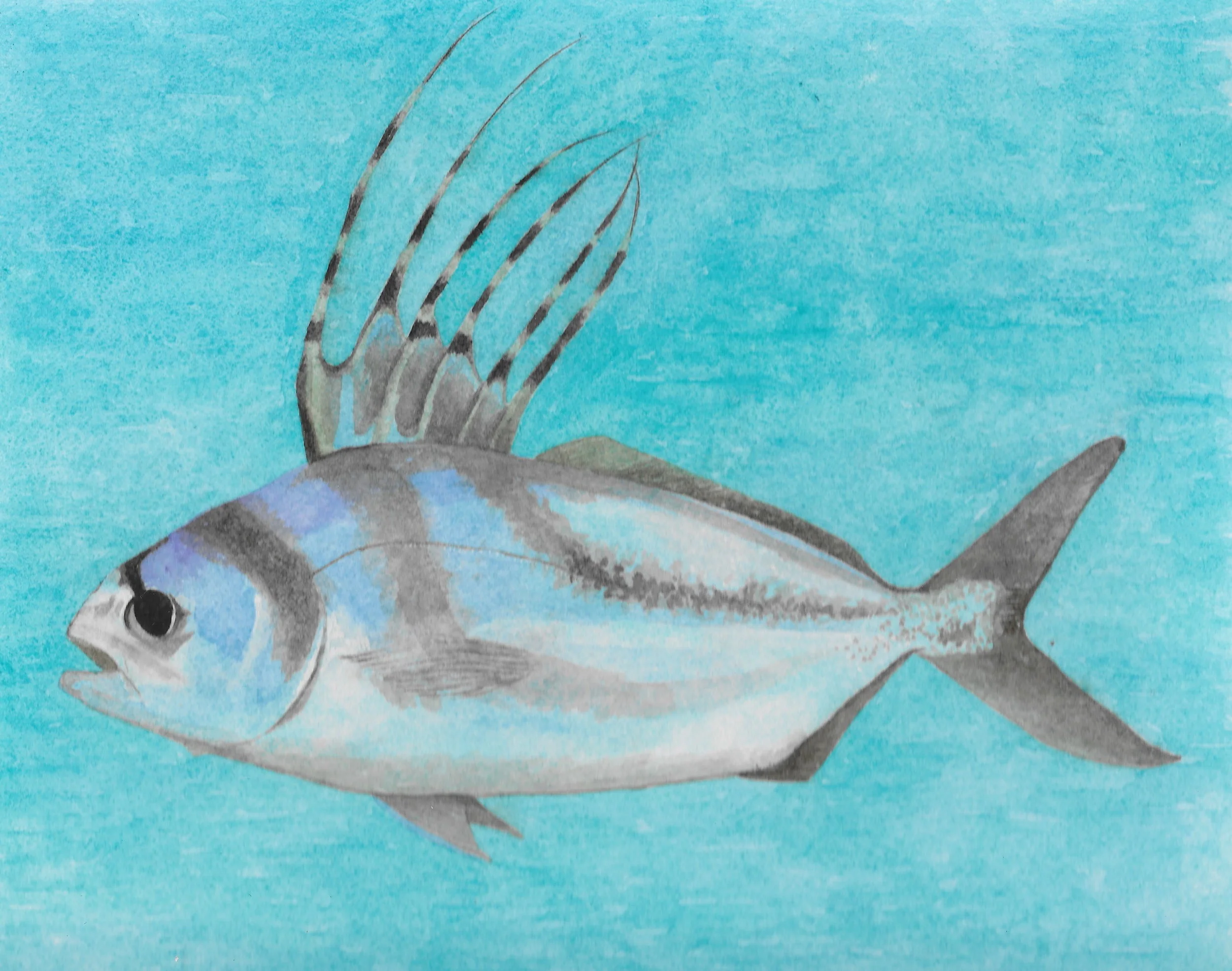 Rooster Fish
