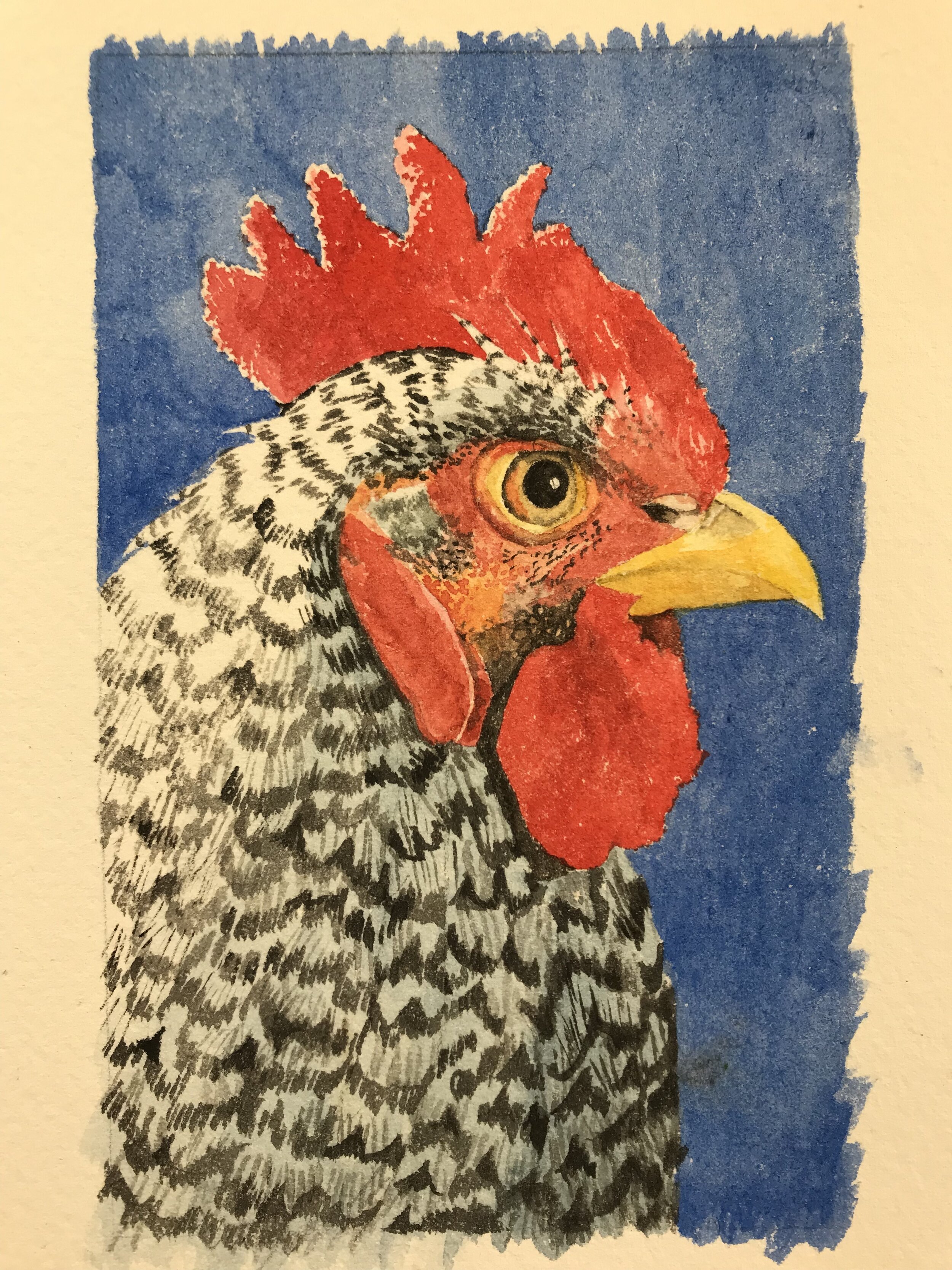  Avi’s Rooster 