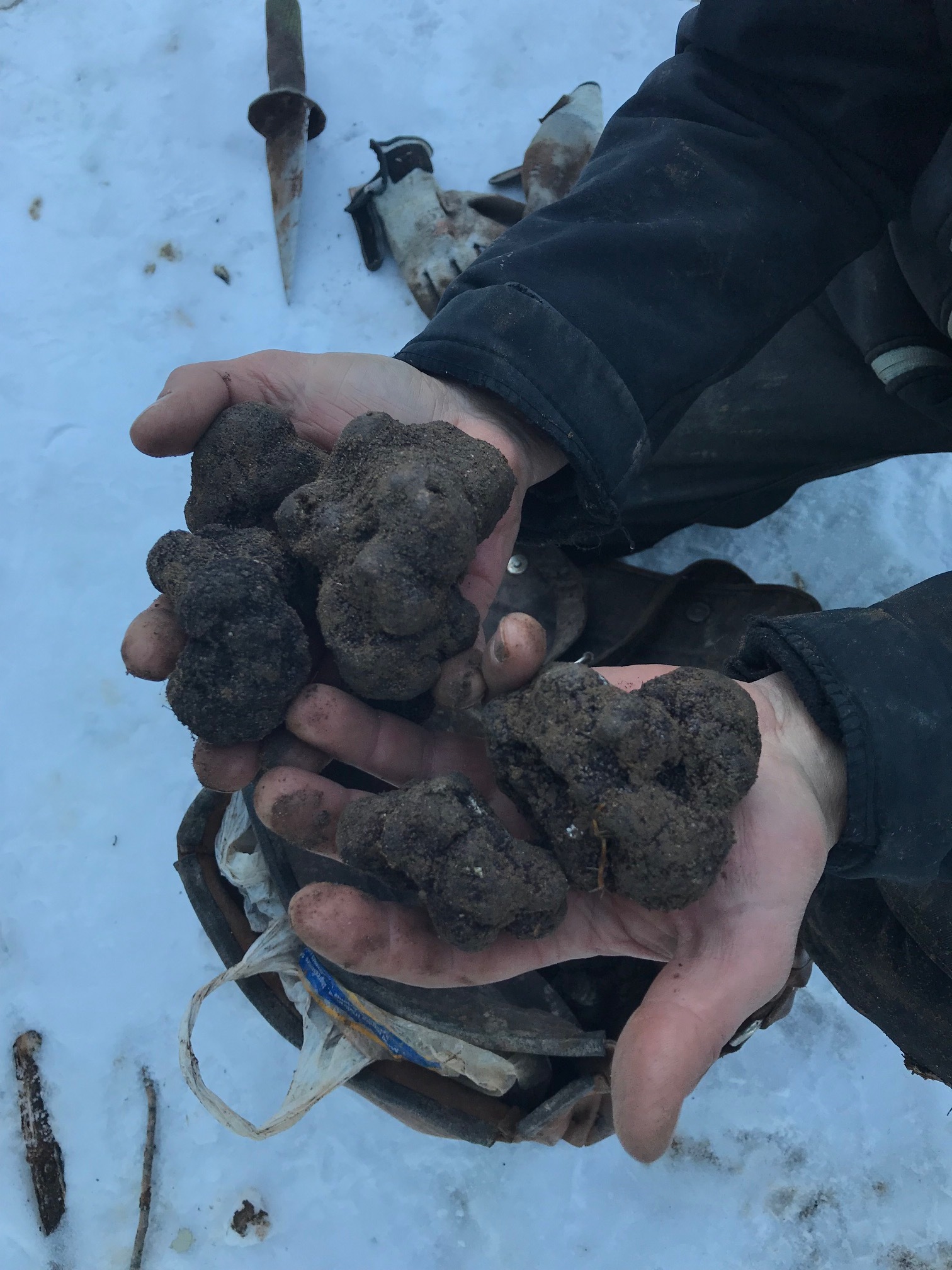 Javier estimated that we harvested two pounds of black truffles during the afternoon hunting session.