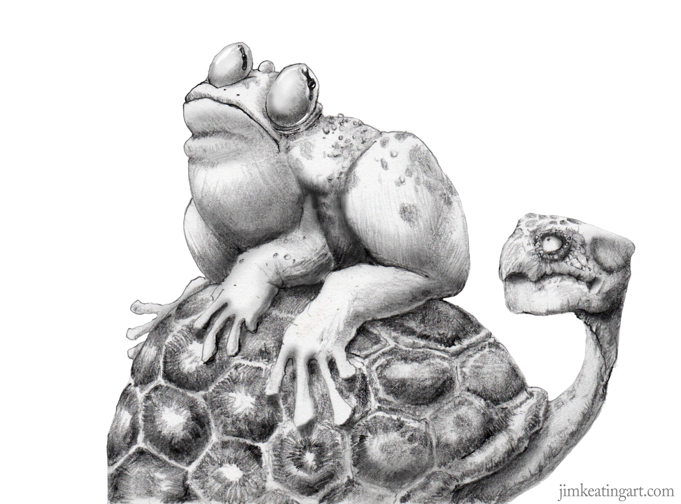frog turtle.png