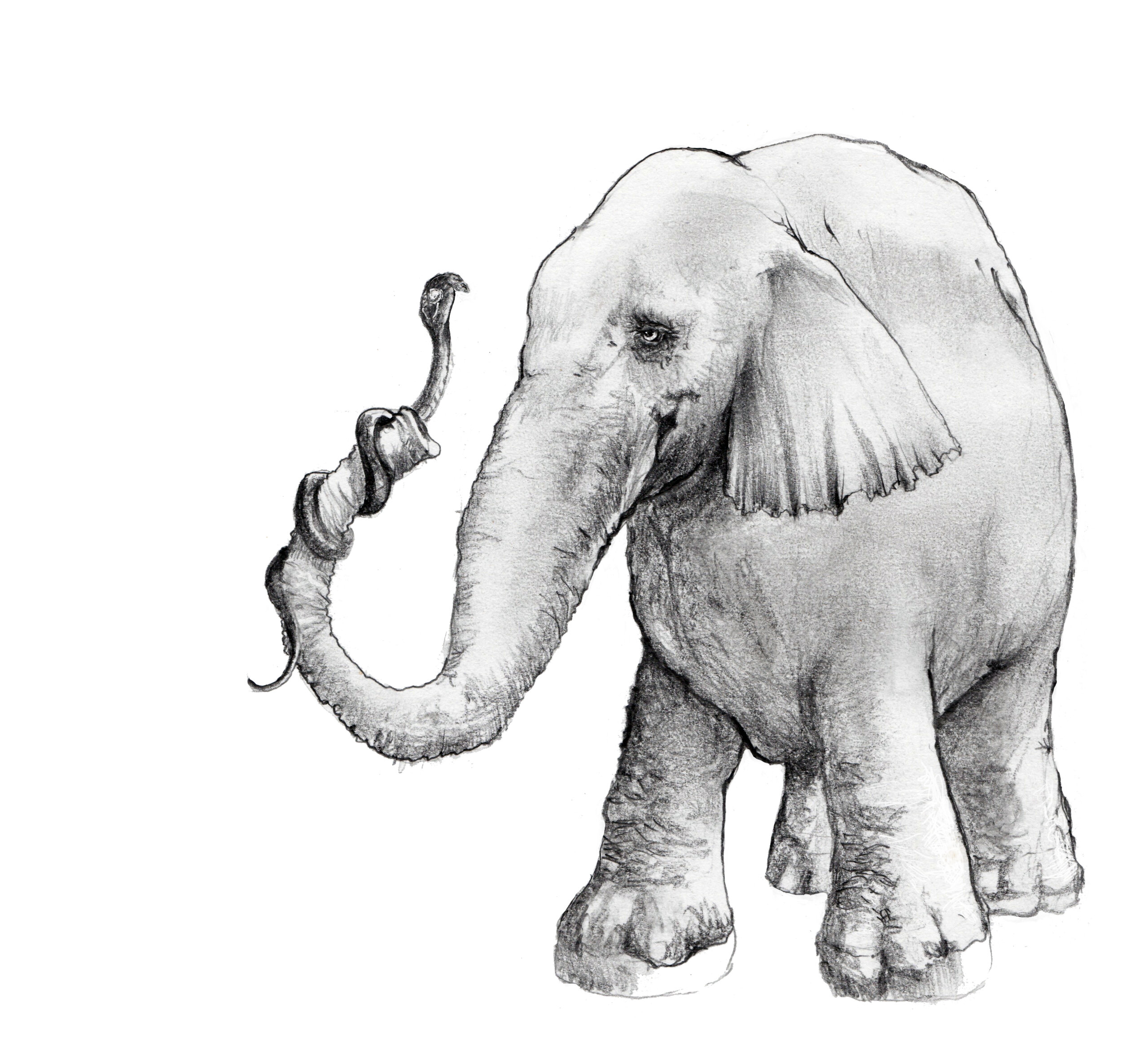 cobraelephant.jpg