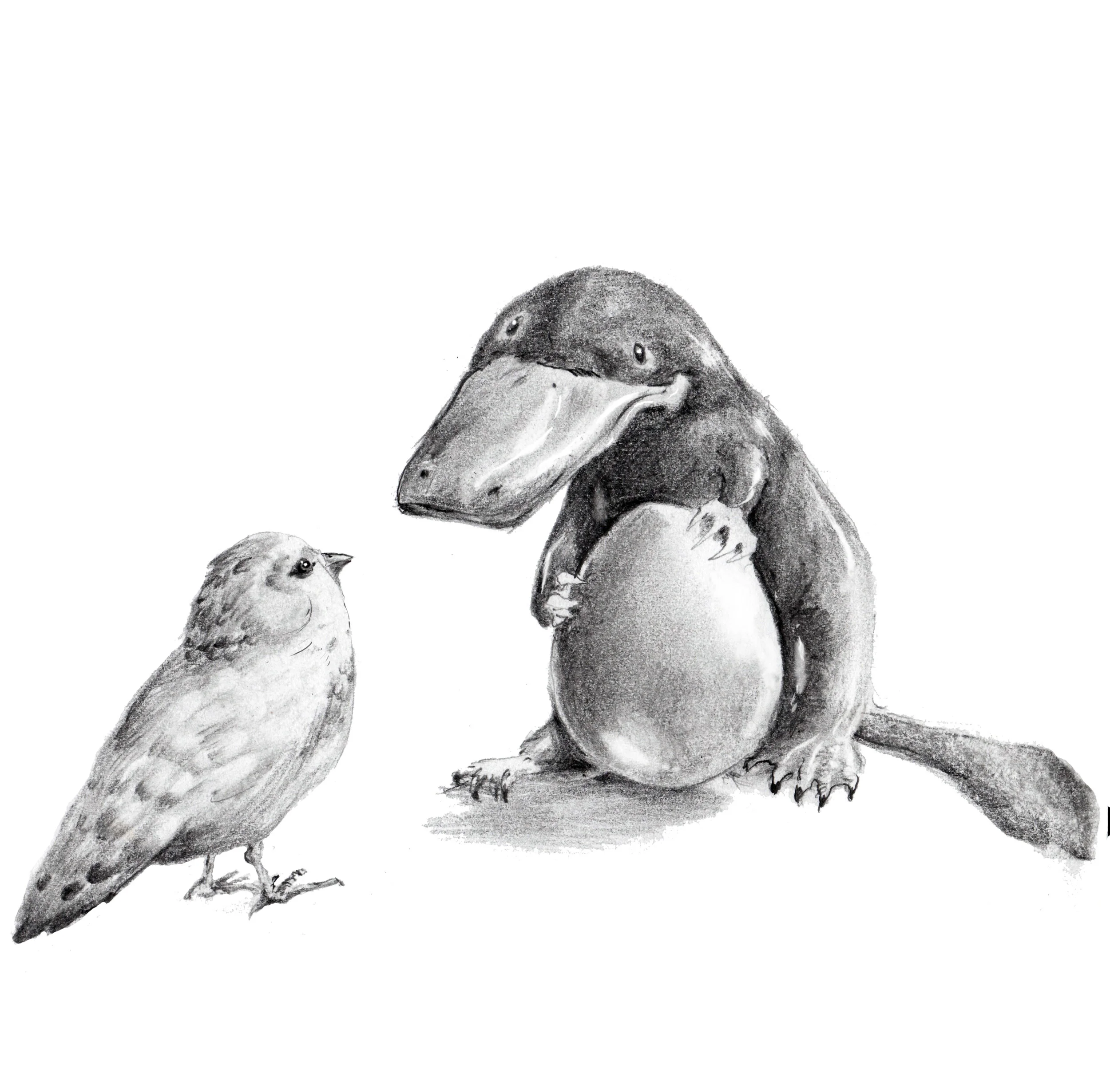 platypus canary.jpg
