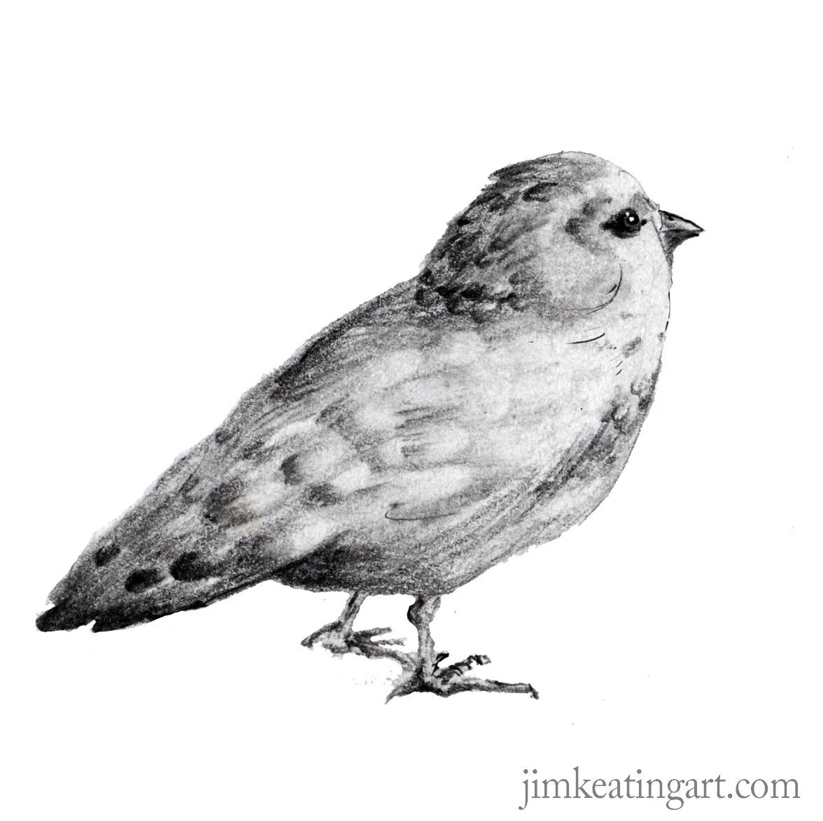 canary.jpg